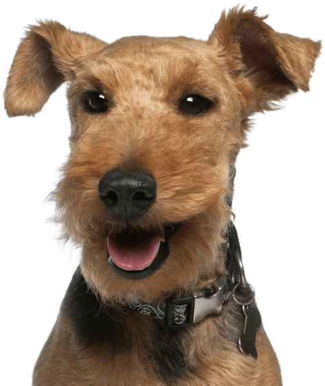 Search - Welsh Terrier (565x585), Png Download