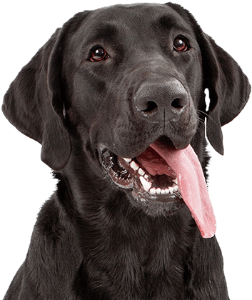 Dogs Rule, Cats Drool - Photograph (449x438), Png Download