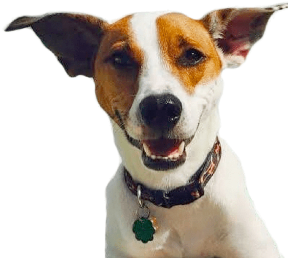 Search - Feist Dog (565x529), Png Download