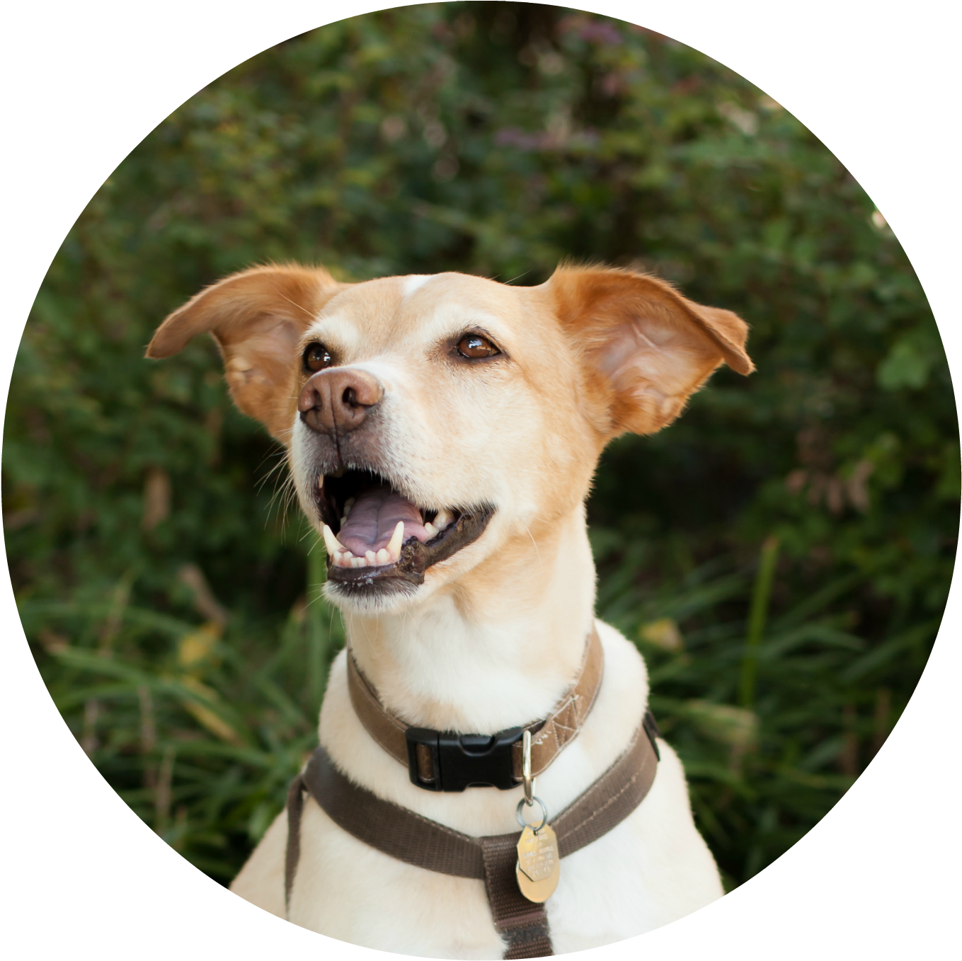 Leo Office Security - Companion Dog (1405x1411), Png Download