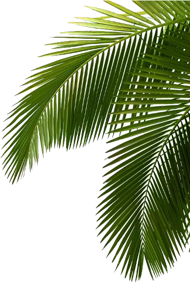 Palm Tree Png Image Free Download Photo - Green Palm Tree Leaves (400x600), Png Download