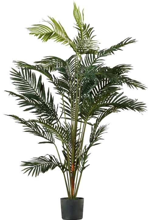 Palm Tree Png Image Transparent - Palm Tree Pot Plant (720x720), Png Download