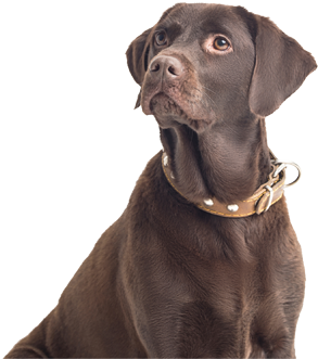 Cutest Pet - “ - Pet (340x480), Png Download