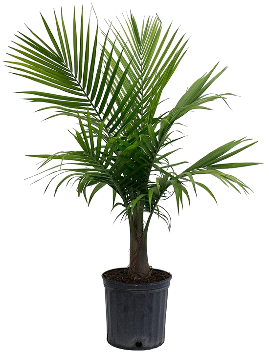 Palm Tree Png Picture - Majesty Palm (720x720), Png Download