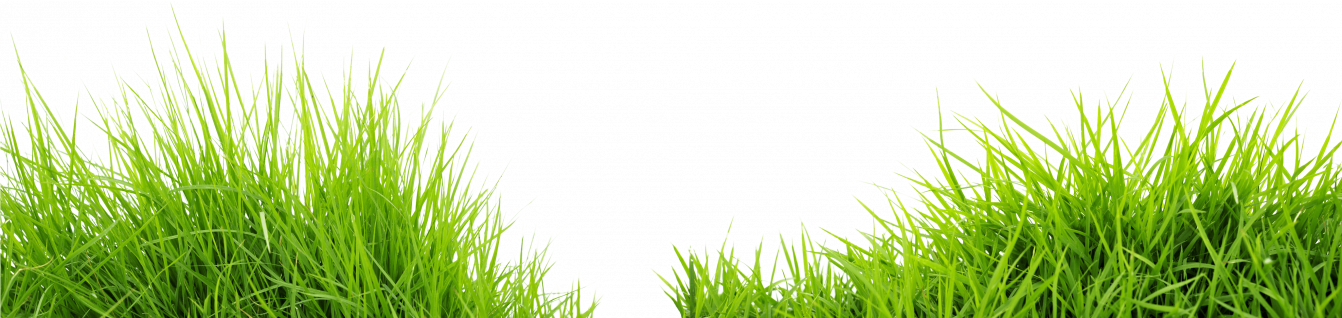 Gallery/grass Png Download Png Image Grass Png - Green Grass Png Transparent (1342x318), Png Download