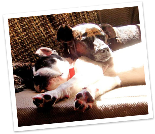 Foster3 - Boxer (547x486), Png Download