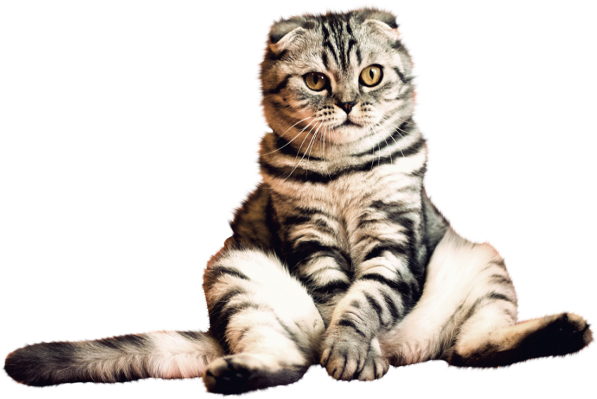Cat Png Image - Png Pics Transparent Background (900x900), Png Download