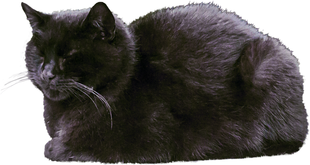 Cat Transparent Images - Cat (1024x622), Png Download