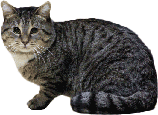 Types Of Cats - Types Of Cat Transparent (528x386), Png Download