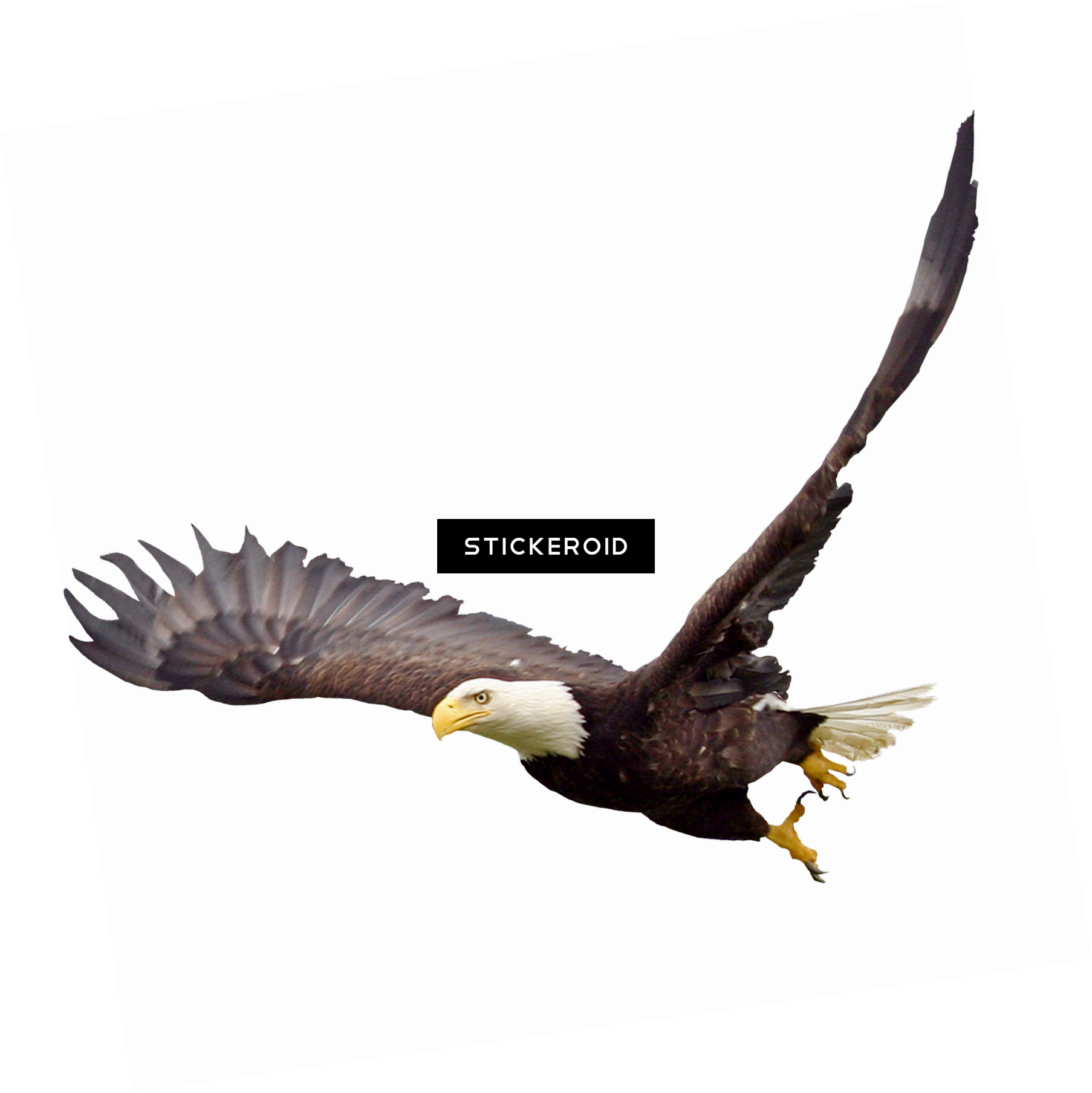 Soaring Eagle - Portable Network Graphics (1806x1807), Png Download