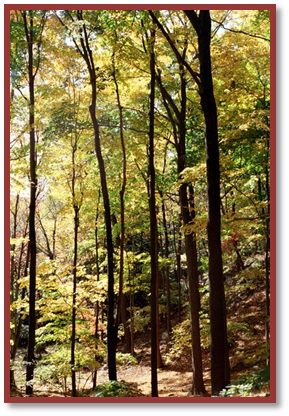 Spruce-fir Forest (289x416), Png Download