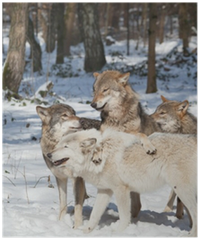 Wolf (400x400), Png Download