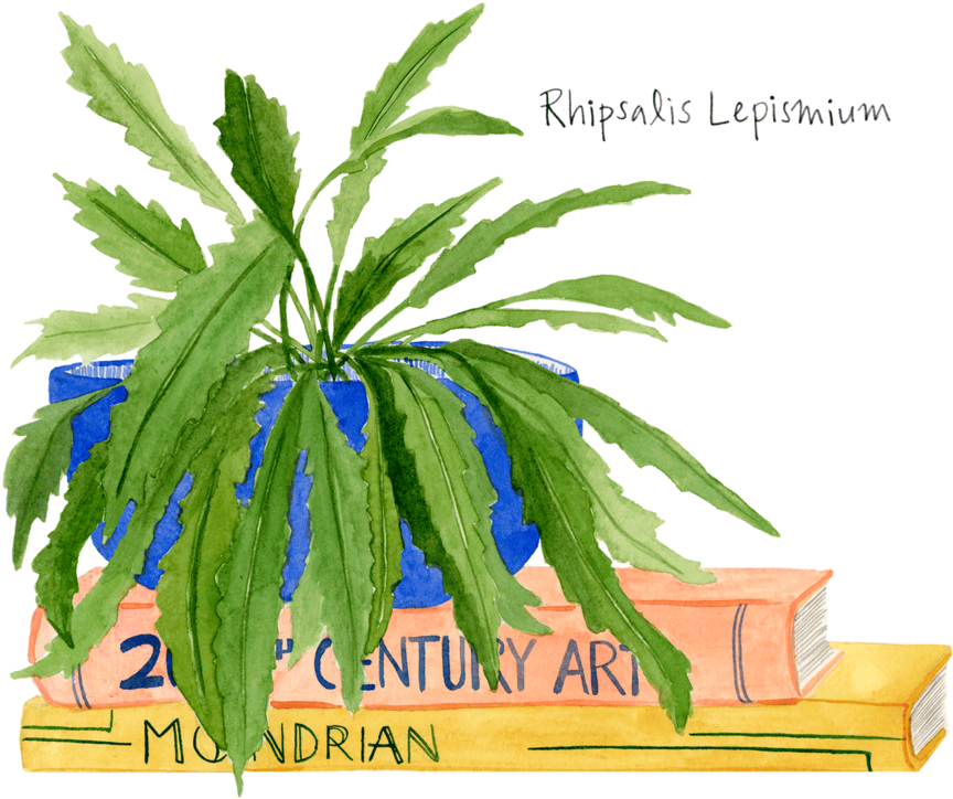 Rhipsalis Web 2016 - Watercolor Painting (1000x750), Png Download