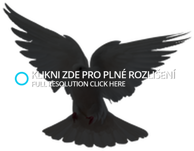 Dove Image Png - Raven (800x622), Png Download