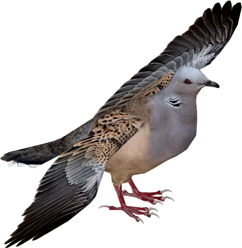 European Turtle Dove Adult6 - Turtle Dove Png (510x510), Png Download