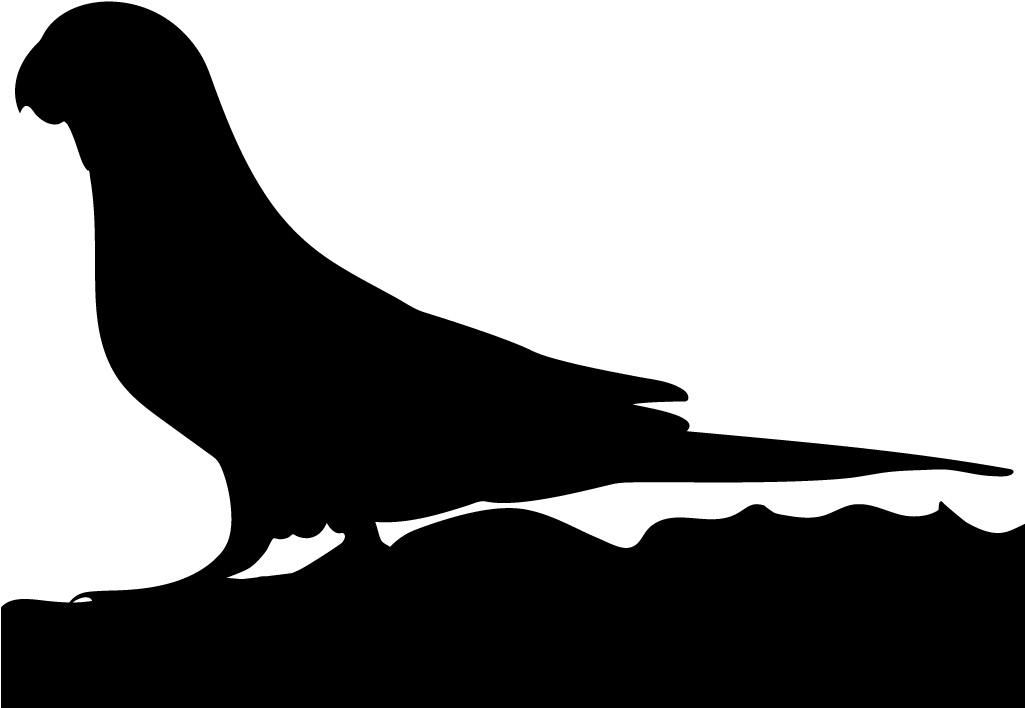 Parrots - All About Birds (1024x1024), Png Download