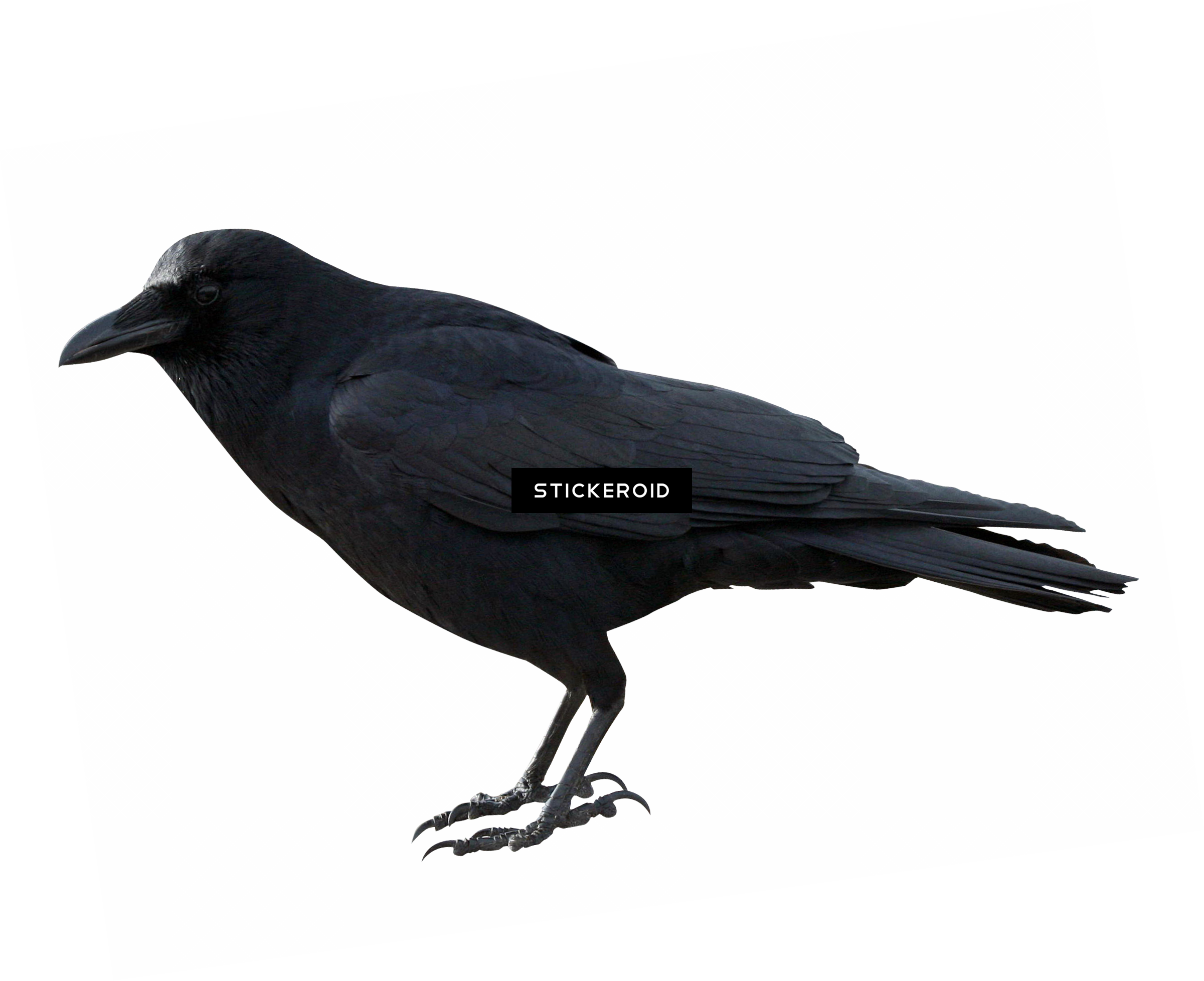 Crow Hd Birds - Portable Network Graphics (2401x1956), Png Download