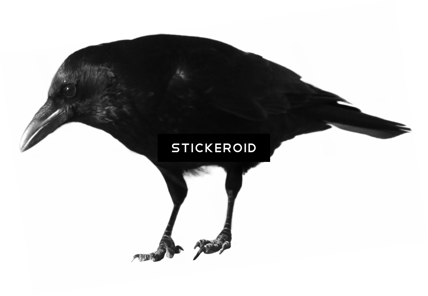 Crow Animals - Portable Network Graphics (1369x947), Png Download