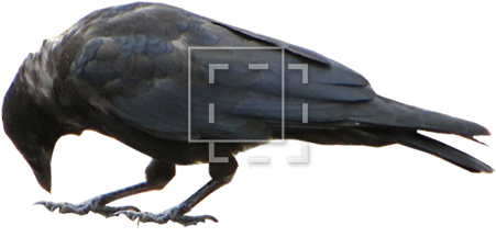 Crow - Raven Pecking (450x450), Png Download