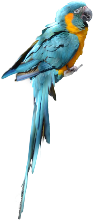 Blue Parrot Png Picture - Parrot Png For Photoshop (804x994), Png Download