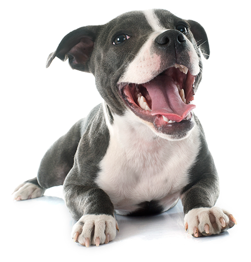 News & Events - Pitbull Happy (510x566), Png Download