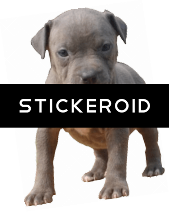 Pitbull Baby - Staffordshire Bull Terrier (347x437), Png Download