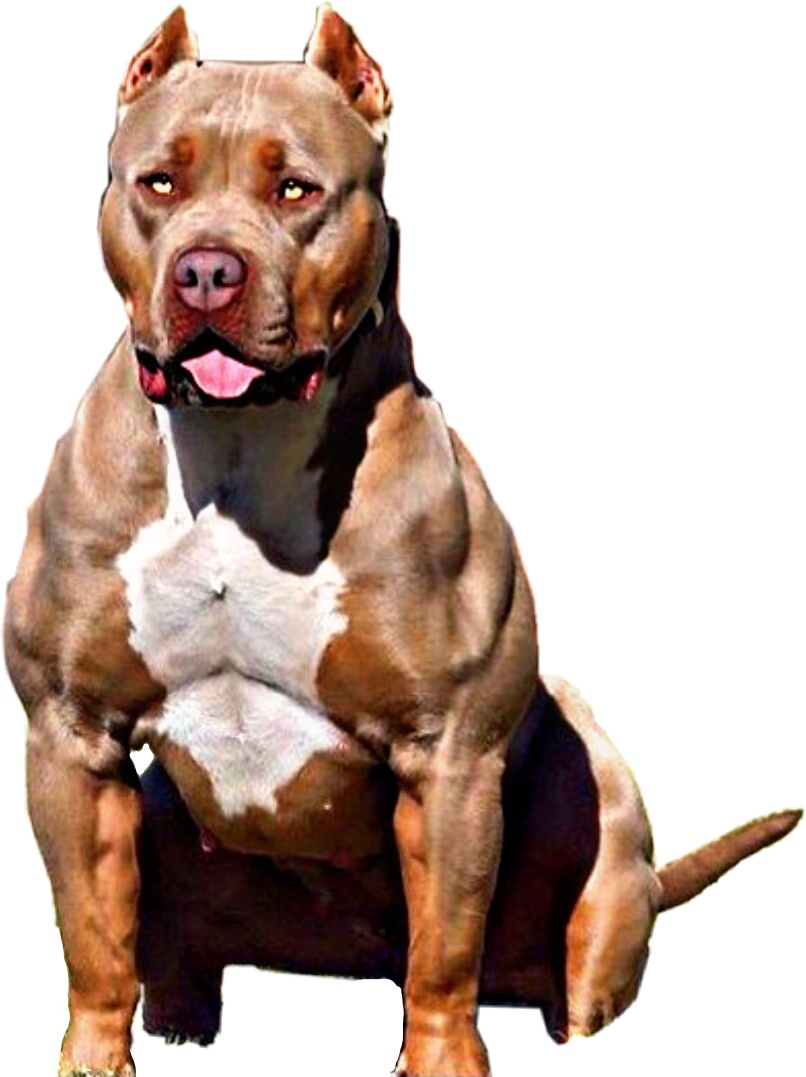 Pit Pitbulllove Pitbullterrier Report Abuse - Como Eu Queria Estar Como Eu Estou (806x1077), Png Download