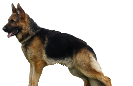 German Shepard Dog - German Shepherd K9 Png (500x310), Png Download