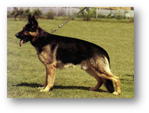 Picture - 黑 背 (585x450), Png Download