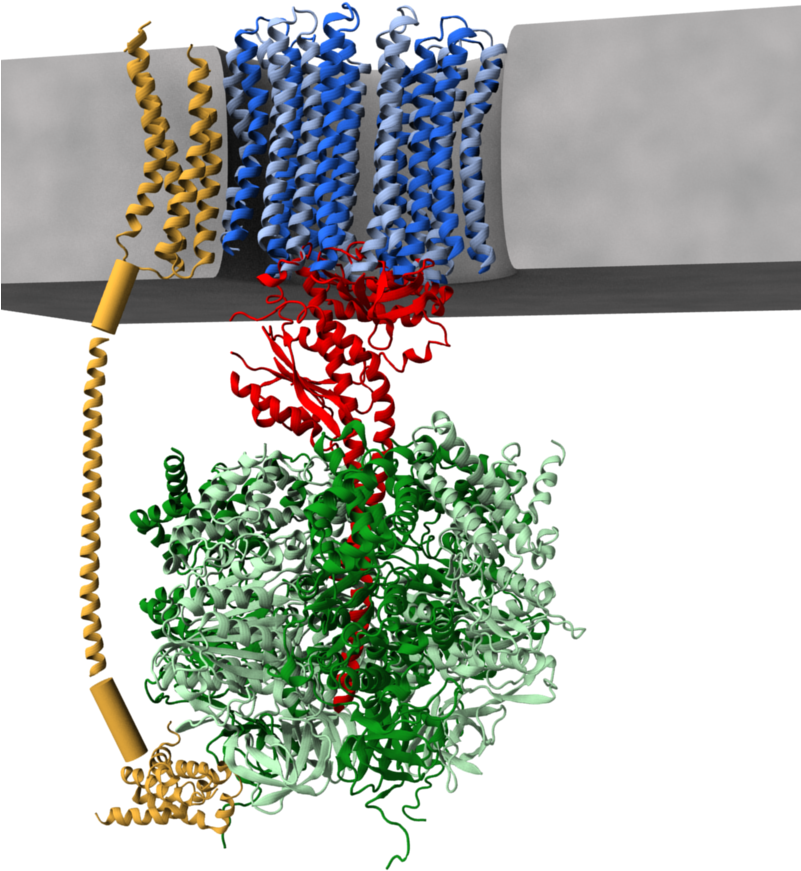 Atp Synthase 3d Model - Atp Synthase Protein Structure (800x921), Png Download