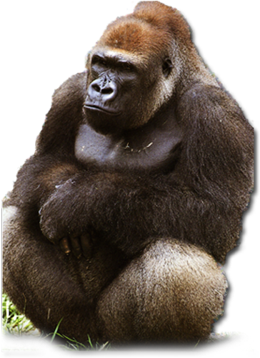 Western Lowland Gorillas Live In Lowland Tropical Forests - Western Lowland Gorilla Png (370x500), Png Download
