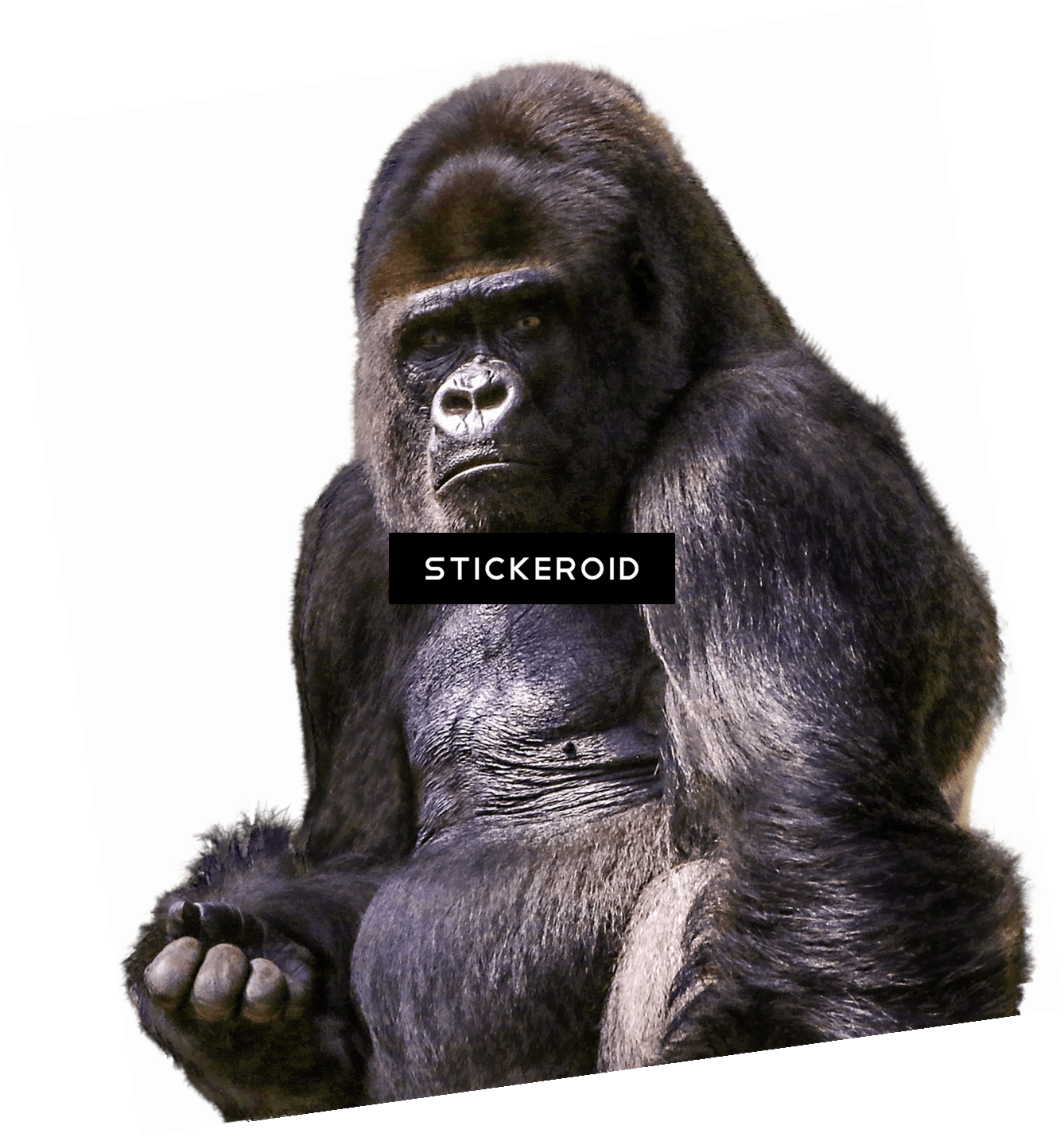 Gorilla Sitting - Gorilla (1338x1430), Png Download