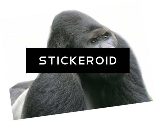 Gorilla (543x424), Png Download