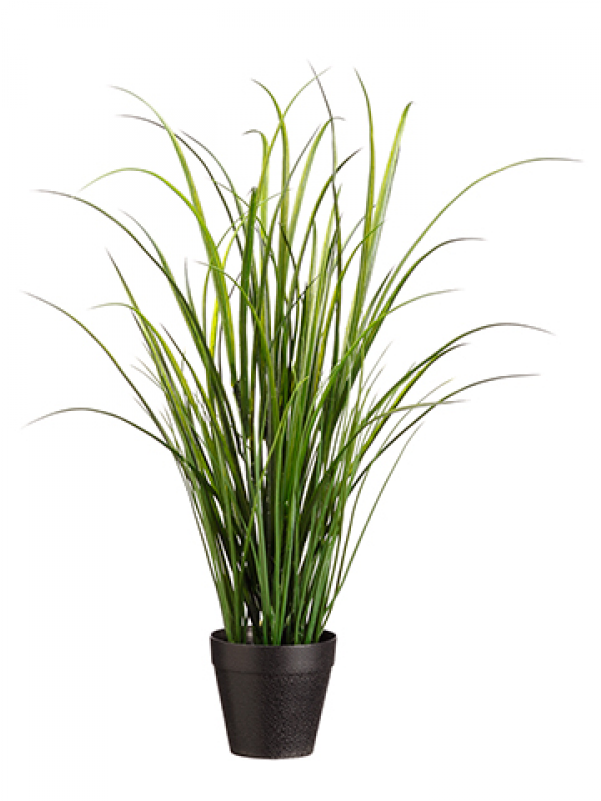24" Uv Protected Tall Grass In Pot Green - Inch (800x800), Png Download
