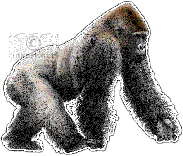 Western Lowland Gorilla Decal - Western Lowland Gorilla Png (590x503), Png Download