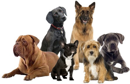 Group Of Dogs Png - French Mastiff (500x300), Png Download