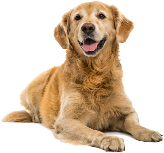 Dhobi Ka Kutta Na Ghar Ka Ghat Ka (651x637), Png Download