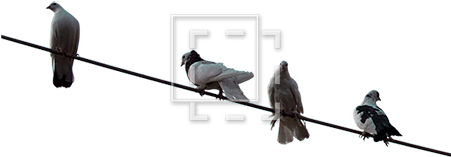 Cutout People - Pigeon On Wire Png (450x450), Png Download