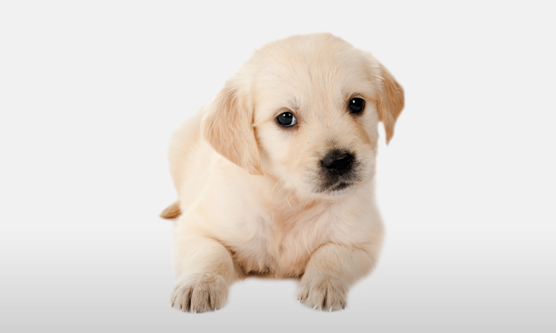 Golden Lab Shower Curtain (780x467), Png Download