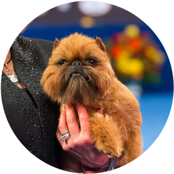 2017 National Dog Show Best In Toy - 2017 National Dog Show Winner (360x360), Png Download