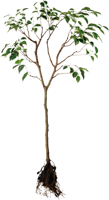 Tree - Paths To Union Renewal: Canadian Experiences (866x650), Png Download