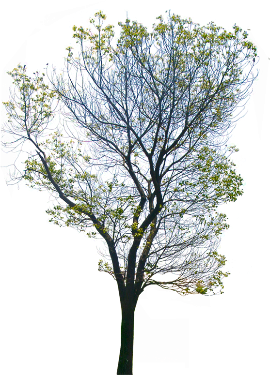 Wild Tree Png - Transparent Background Png (900x900), Png Download