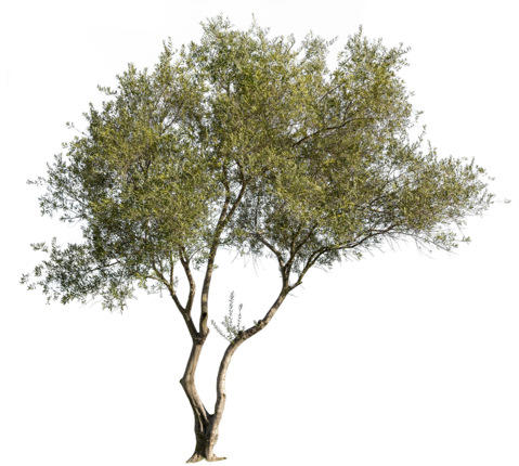 Olea Europaea Vi - Mexican Pinyon (479x430), Png Download