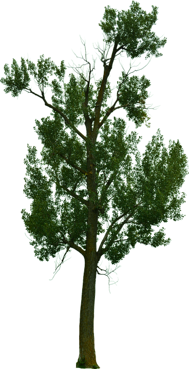 Dead Tree, Dead Tree With No Background, Halloween - Tree (368x720), Png Download