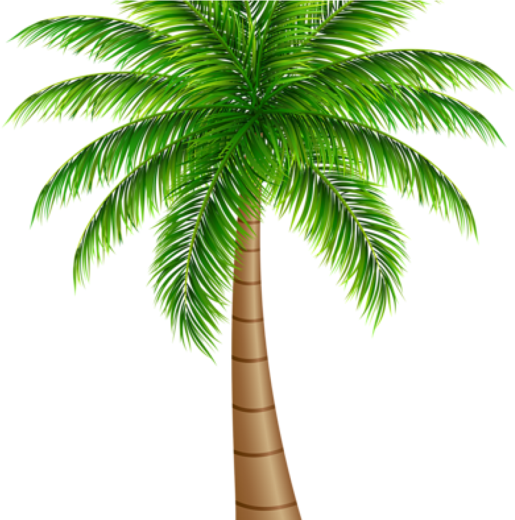 Palm Clipart Palm Tree Large Png Clip Art Image Art - Palm Tree Graphic Transparent Png (1024x1024), Png Download