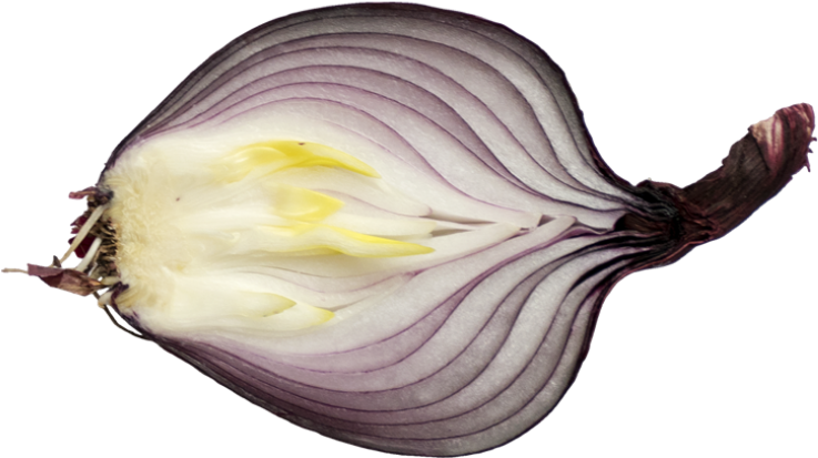 Onion - Portable Network Graphics (866x650), Png Download