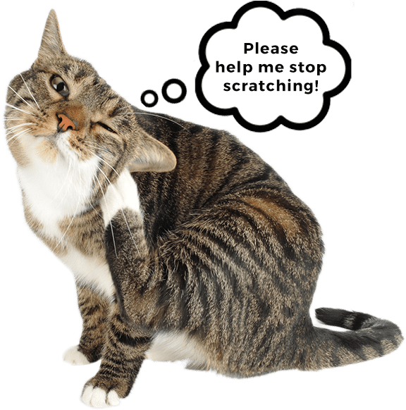 Buying Soft Claws® Is Simple - Cat (600x732), Png Download