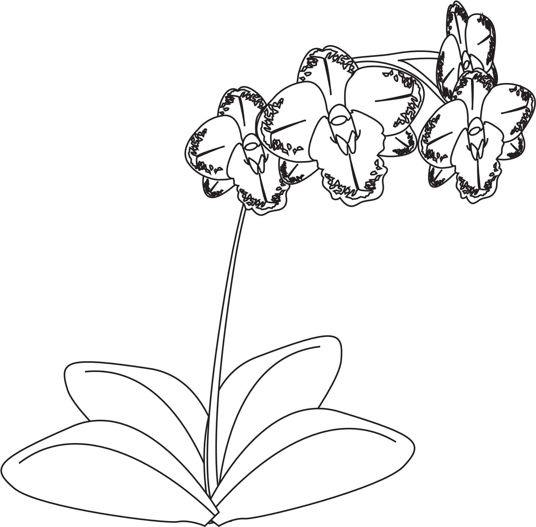 Plante Orchidee Orchid Black White Line Art 1969px - Orchid Png Black And White (1969x1935), Png Download