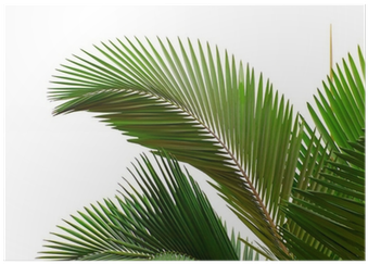 Palm Trees (400x400), Png Download