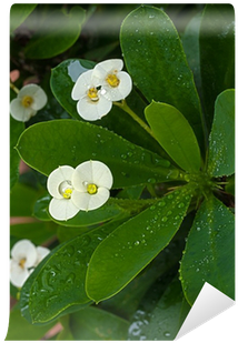 Crown Of Thorns (400x400), Png Download